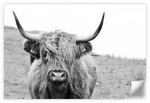 Solitary Highland Cow Wall Art