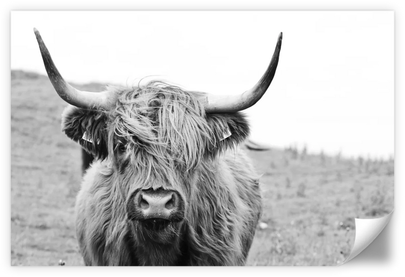 Solitary Highland Cow Wall Art