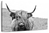 Solitary Highland Cow Wall Art