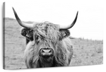 Solitary Highland Cow Wall Art