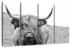 Solitary Highland Cow Wall Art