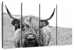Solitary Highland Cow Wall Art