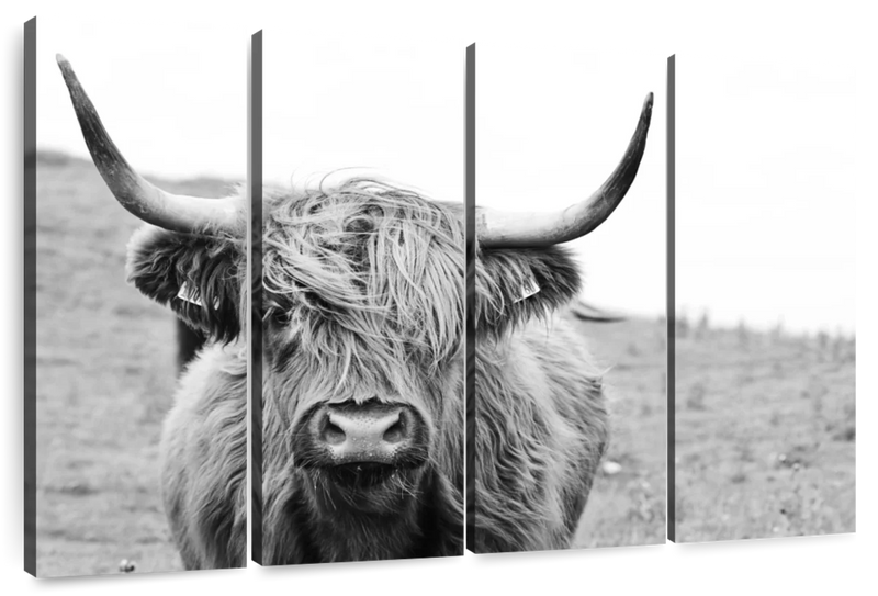 Solitary Highland Cow Wall Art