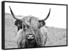 Solitary Highland Cow Wall Art