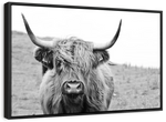 Solitary Highland Cow Wall Art