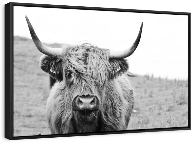 Solitary Highland Cow Wall Art