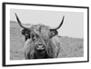 Solitary Highland Cow Wall Art