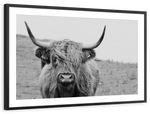 Solitary Highland Cow Wall Art