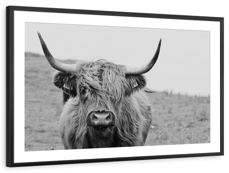 Solitary Highland Cow Wall Art