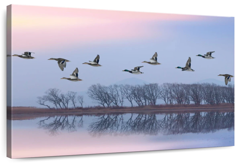 Pink Sky Over Ducks Wall Art