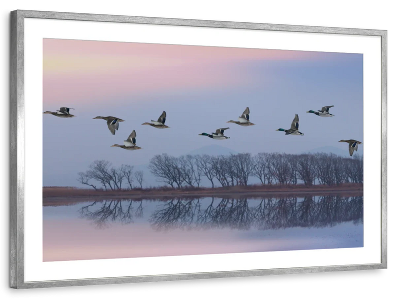 Pink Sky Over Ducks Wall Art