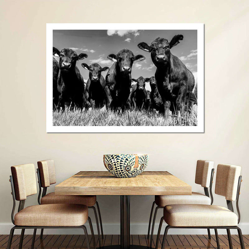 Monochrome Angus Cows Wall Art