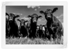 Monochrome Angus Cows Wall Art