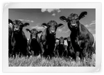 Monochrome Angus Cows Wall Art