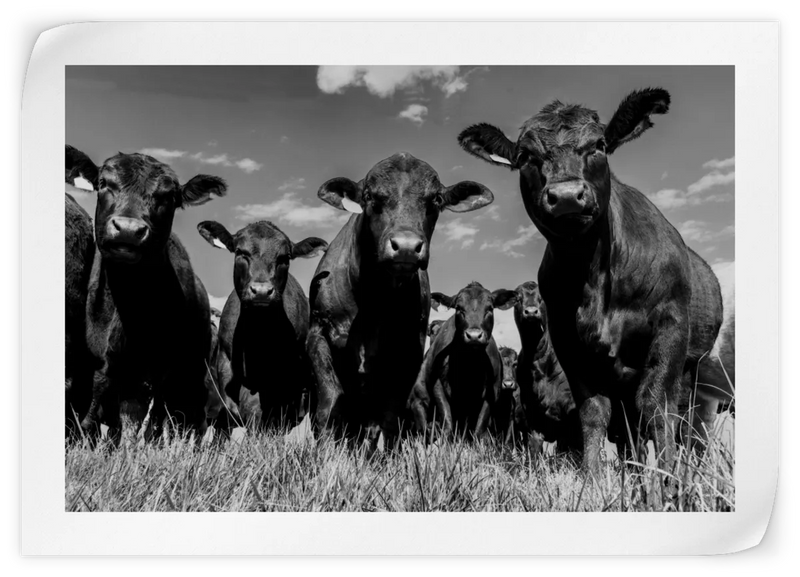 Monochrome Angus Cows Wall Art