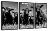Monochrome Angus Cows Wall Art