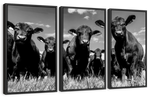 Monochrome Angus Cows Wall Art