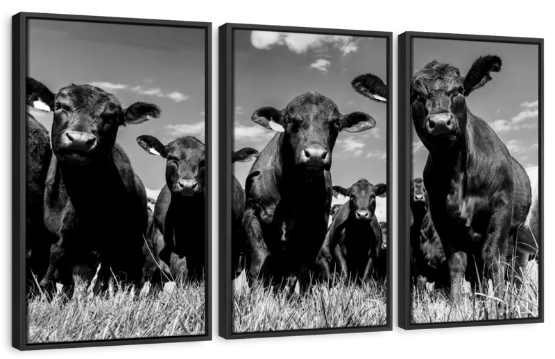 Monochrome Angus Cows Wall Art