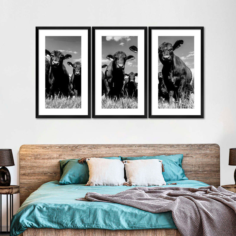 Monochrome Angus Cows Wall Art