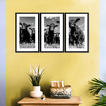 Monochrome Angus Cows Wall Art