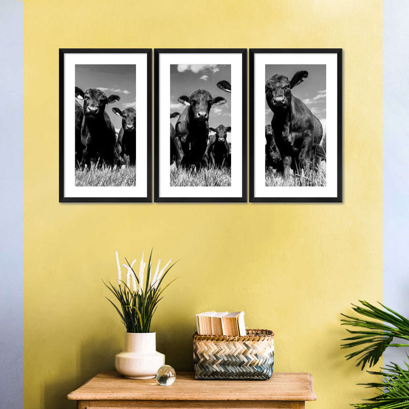 Monochrome Angus Cows Wall Art