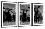 Monochrome Angus Cows Wall Art
