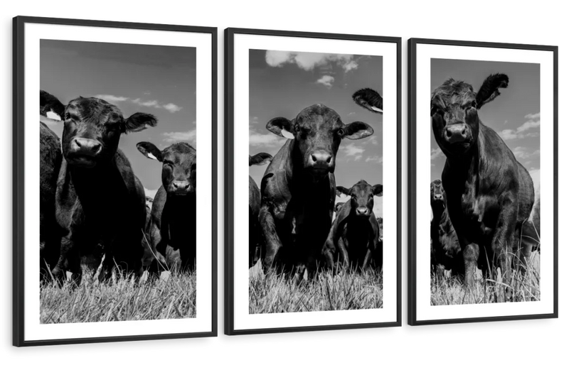 Monochrome Angus Cows Wall Art