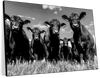 Monochrome Angus Cows Wall Art