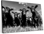 Monochrome Angus Cows Wall Art