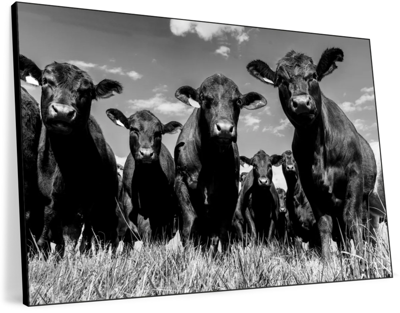 Monochrome Angus Cows Wall Art