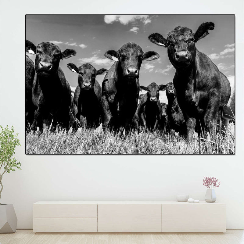 Monochrome Angus Cows Wall Art