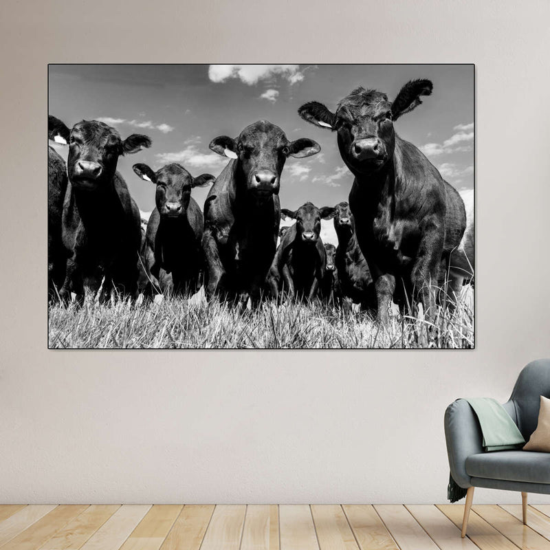 Monochrome Angus Cows Wall Art