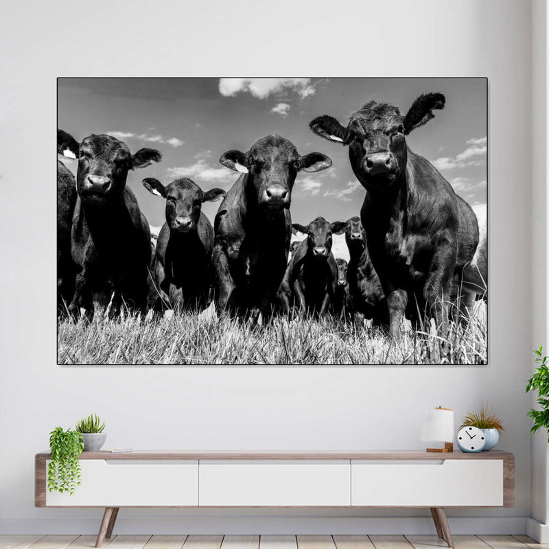 Monochrome Angus Cows Wall Art