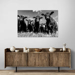 Monochrome Angus Cows Wall Art