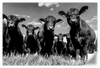 Monochrome Angus Cows Wall Art