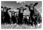 Monochrome Angus Cows Wall Art