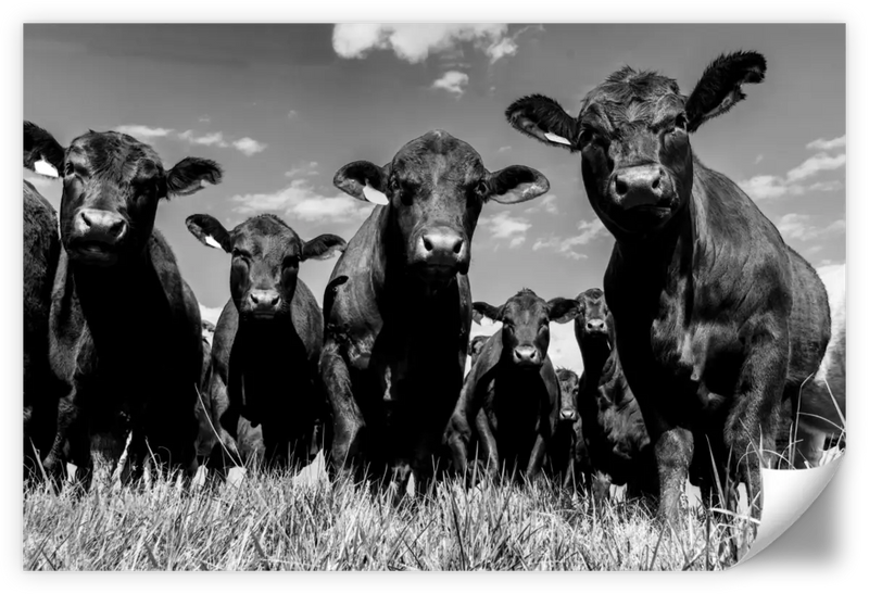 Monochrome Angus Cows Wall Art