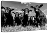 Monochrome Angus Cows Wall Art
