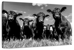 Monochrome Angus Cows Wall Art