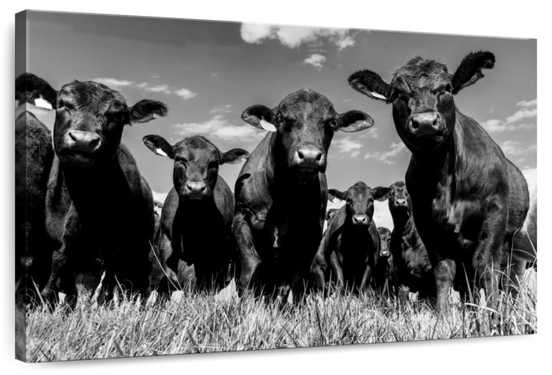 Monochrome Angus Cows Wall Art