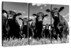 Monochrome Angus Cows Wall Art
