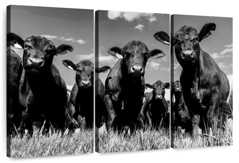 Monochrome Angus Cows Wall Art