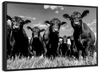 Monochrome Angus Cows Wall Art