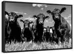Monochrome Angus Cows Wall Art