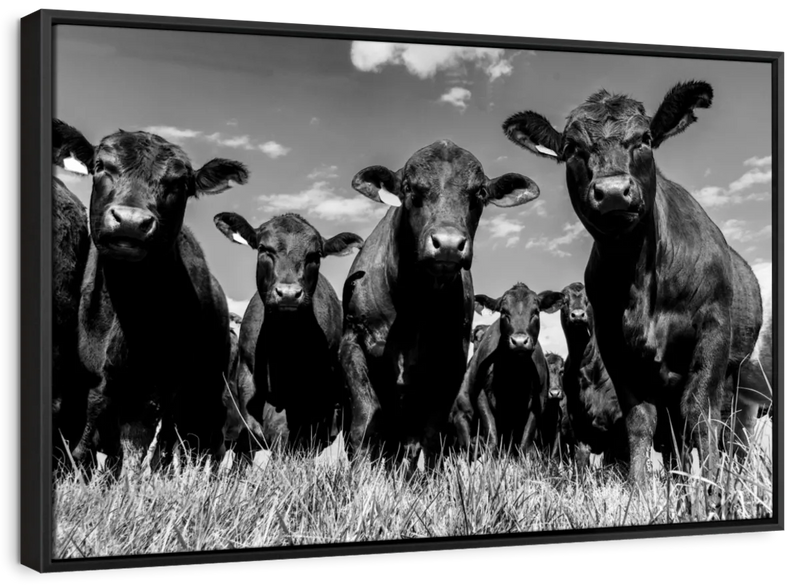 Monochrome Angus Cows Wall Art