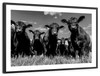 Monochrome Angus Cows Wall Art