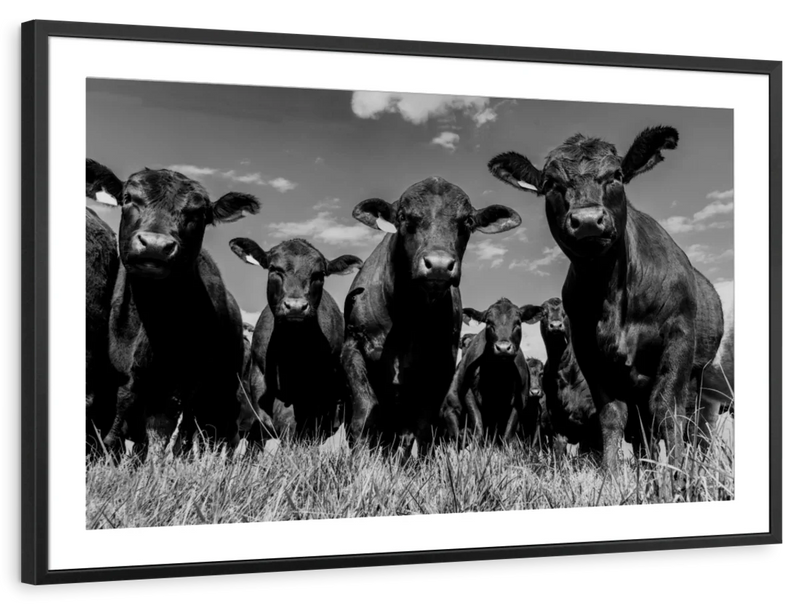 Monochrome Angus Cows Wall Art