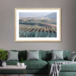 Tequila Jalisco Agave Field Wall Art