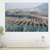 Tequila Jalisco Agave Field Wall Art
