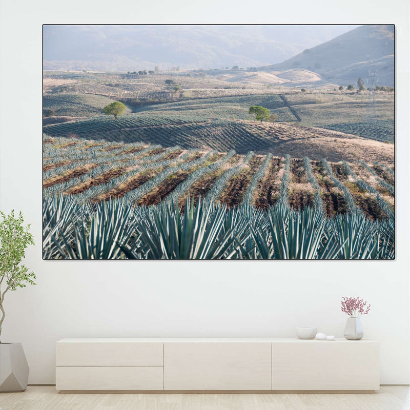Tequila Jalisco Agave Field Wall Art